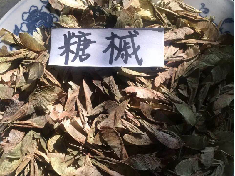 糖槭