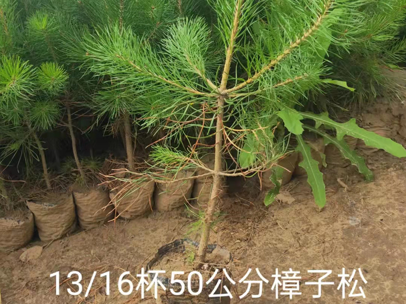 樟子松