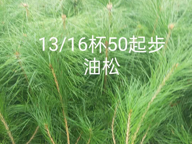 油松