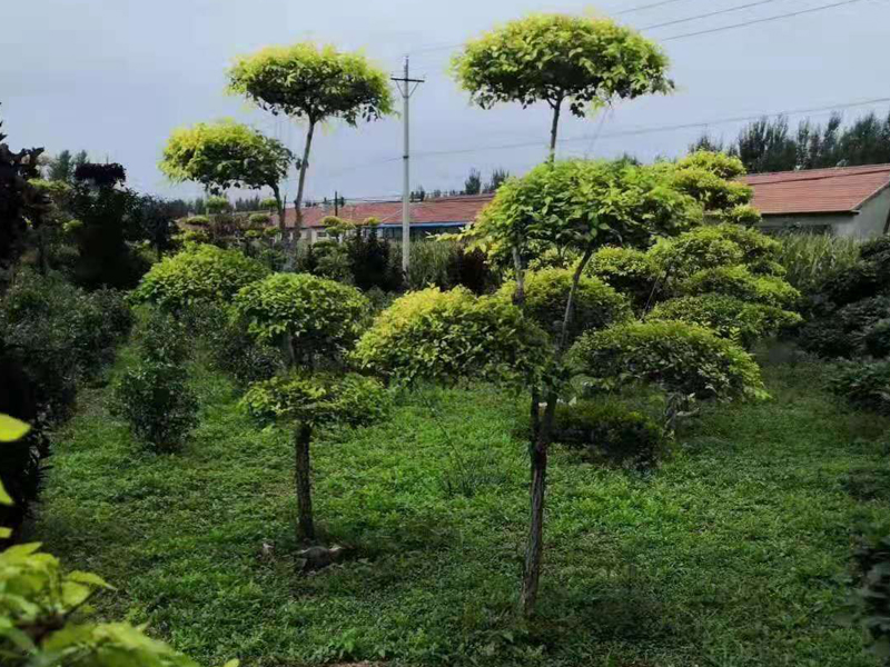金葉榆造型