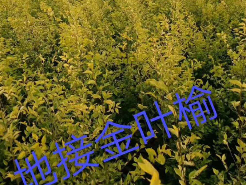 地接金葉榆