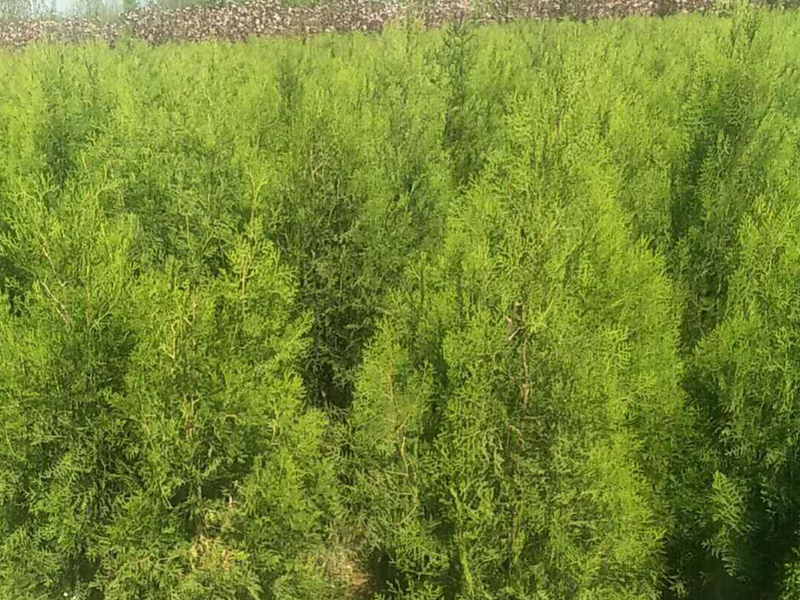 側柏苗