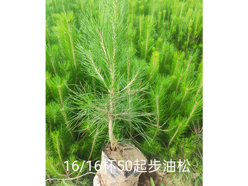 油松