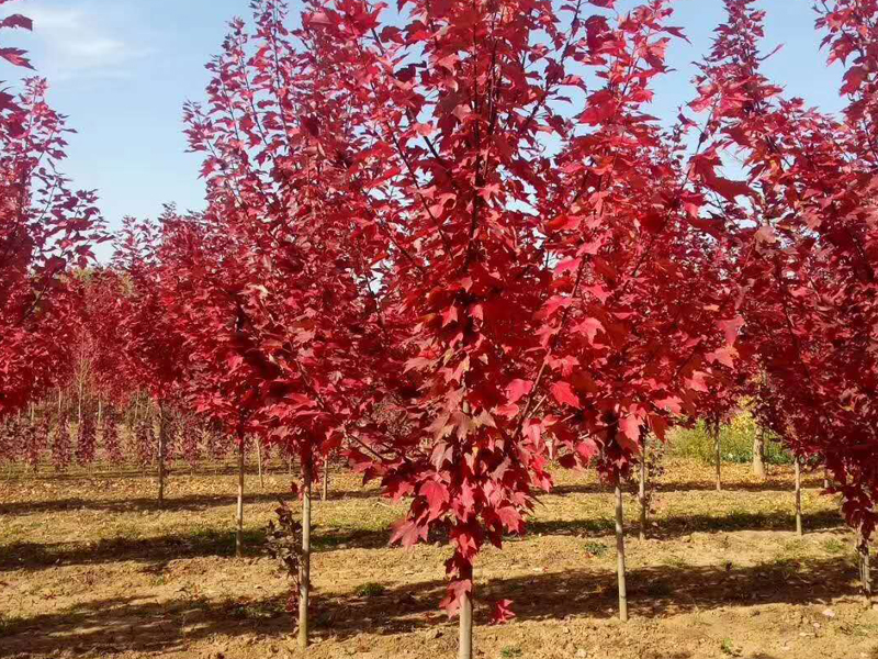 美國(guó)紅楓
