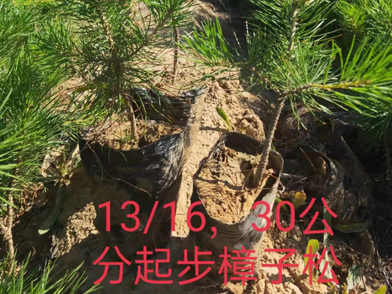 樟子松