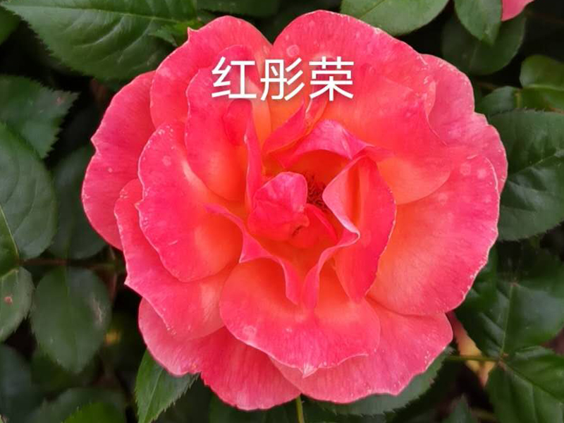 花(huā)苗