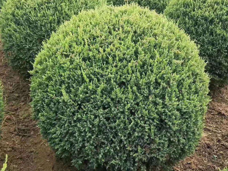圓柏球