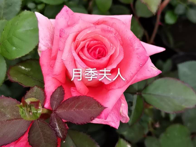 花(huā)苗