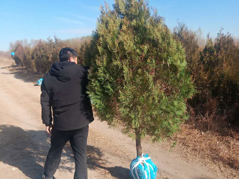 萬豐苗圃免費提供技(jì )術及服務(wù)