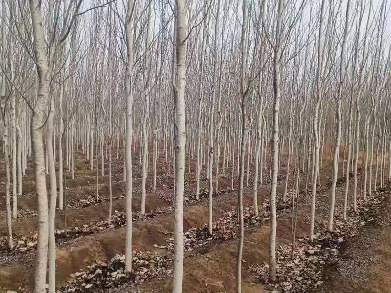 楊樹