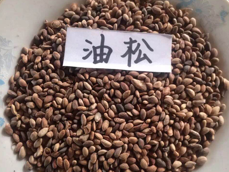 油松