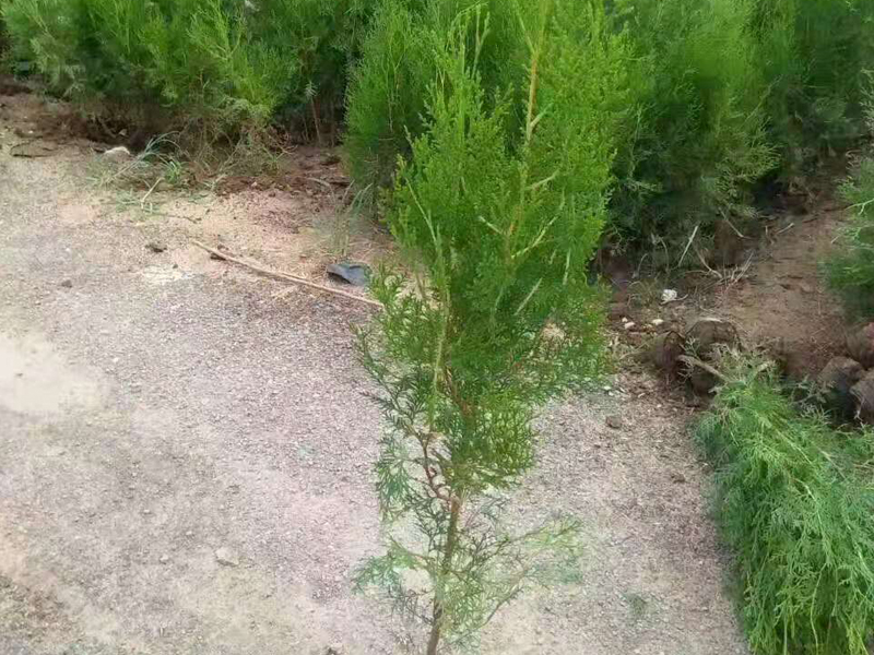 側柏