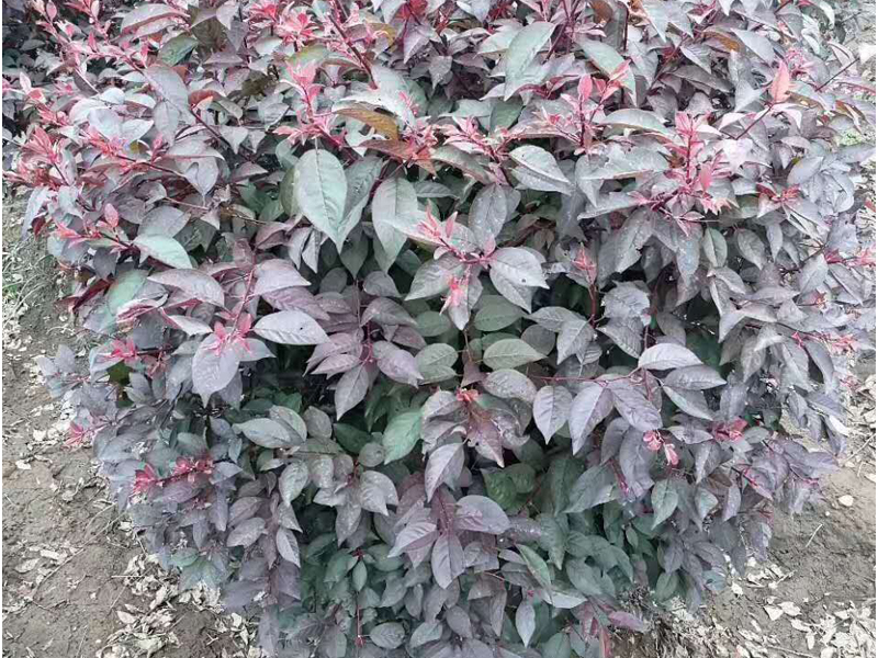 紅葉李球