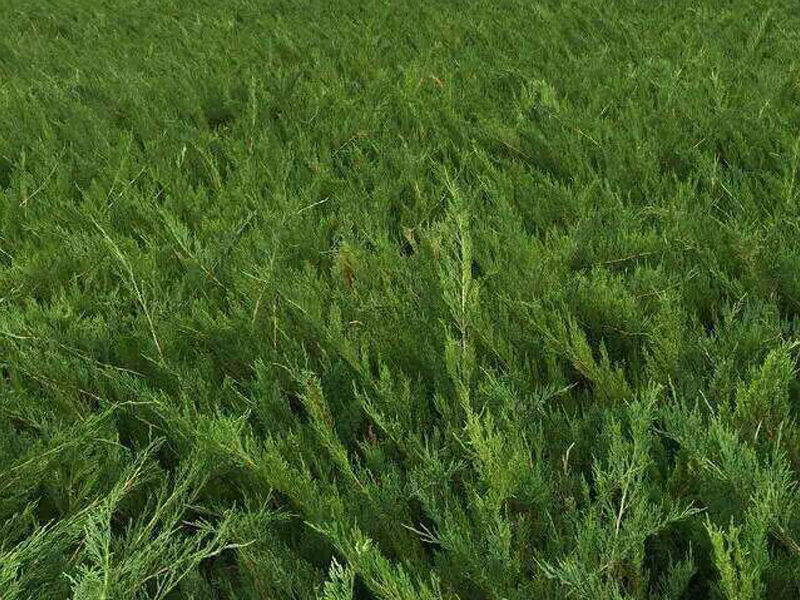 沙地柏