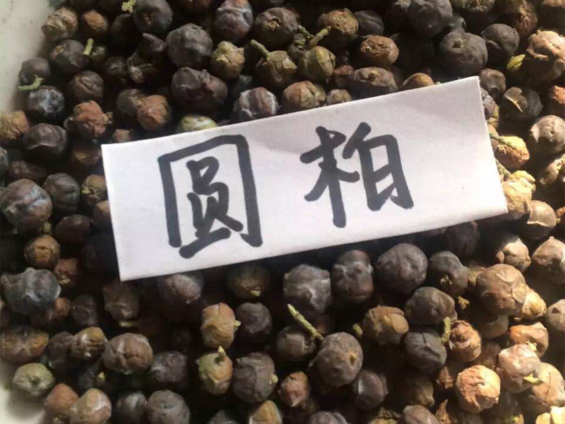 圓柏