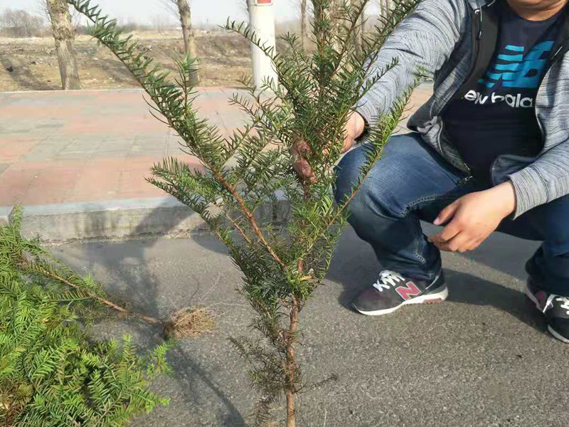 紅豆杉