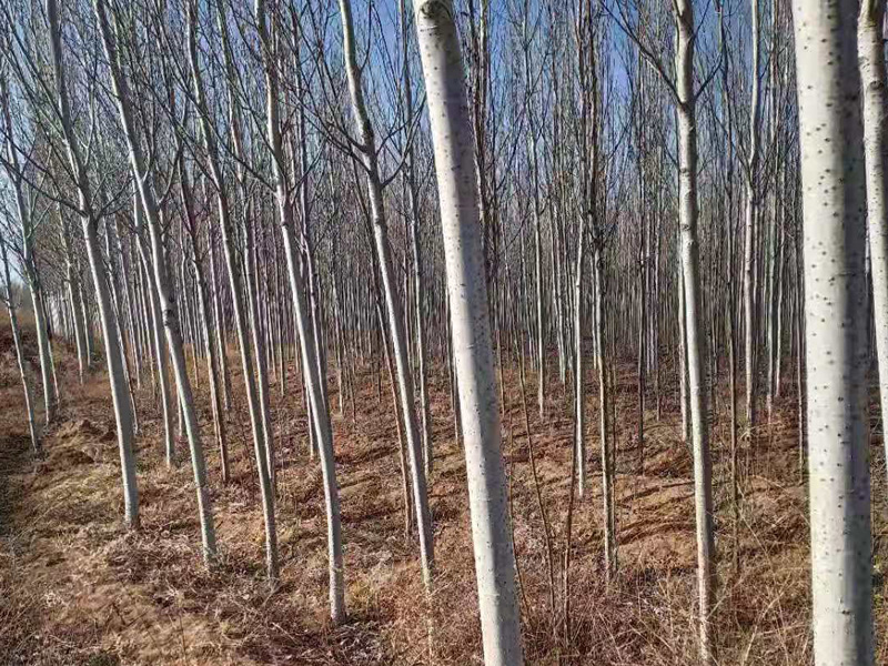 楊樹