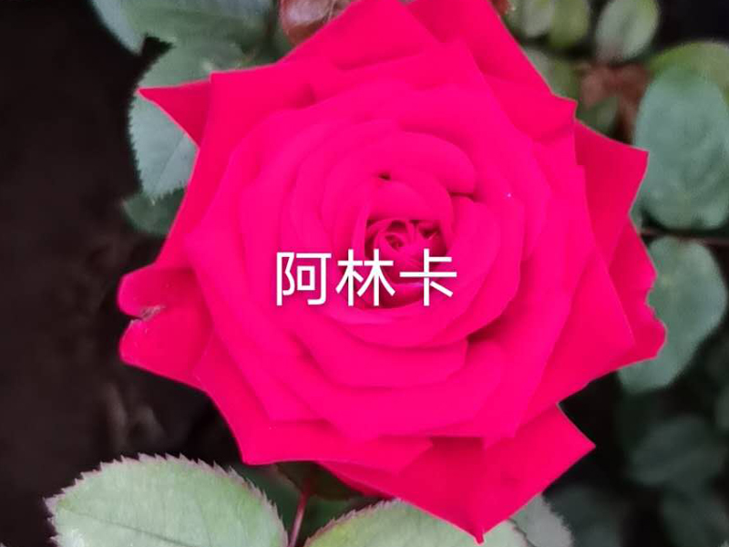 花(huā)苗