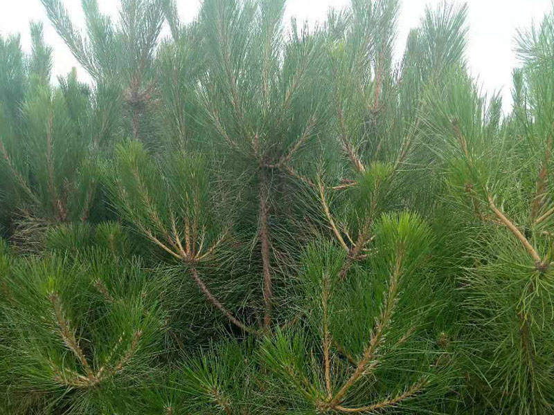 造型油松小(xiǎo)苗
