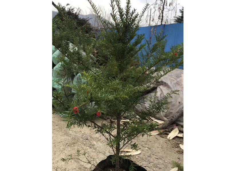 紅豆杉