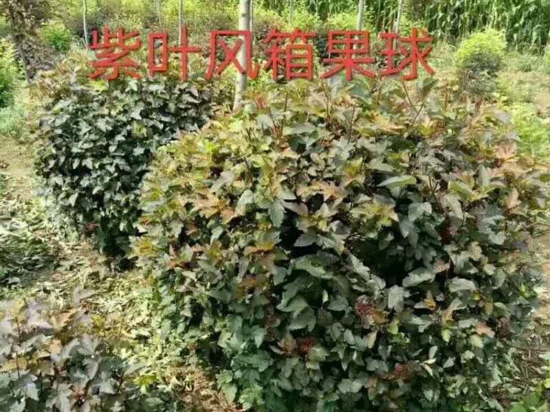紫葉風箱果
