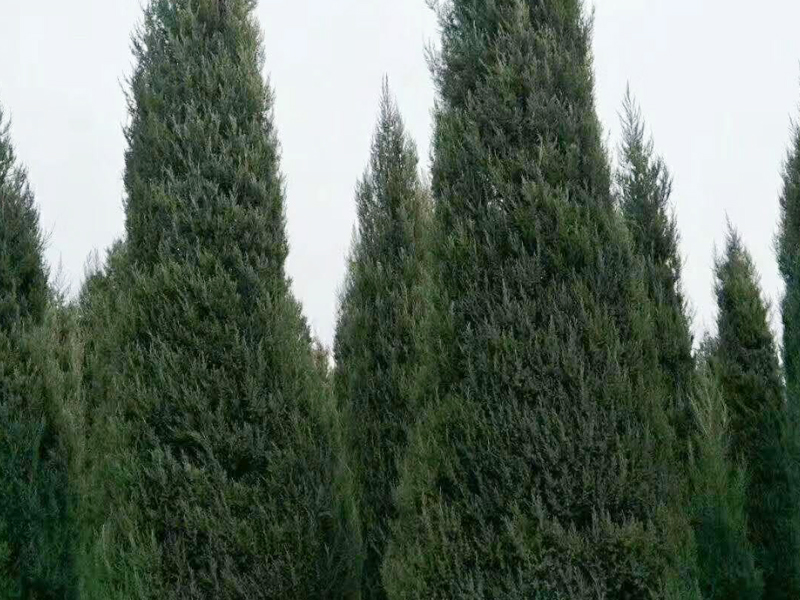 桧柏
