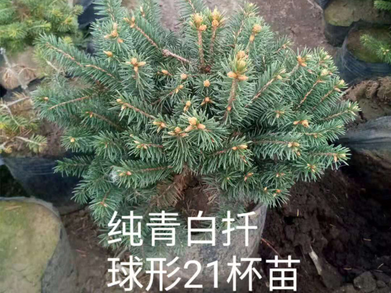 雲杉