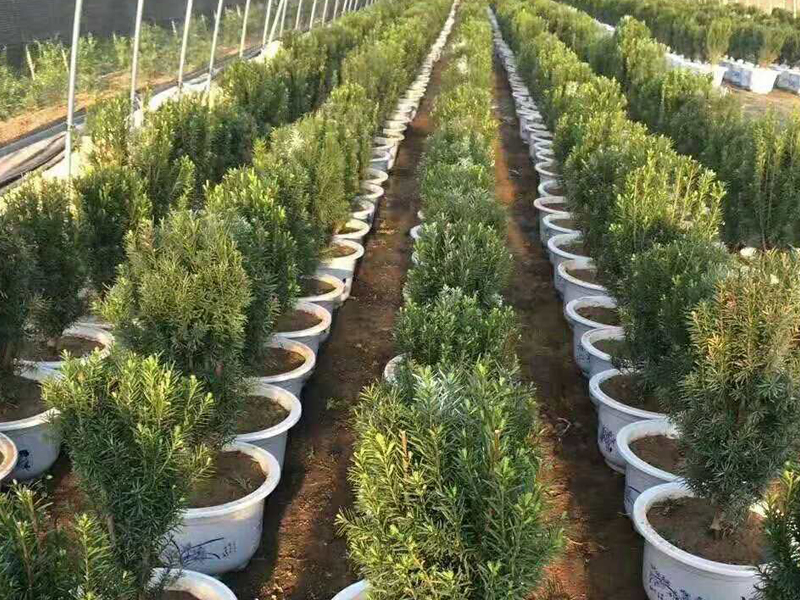 紅豆杉